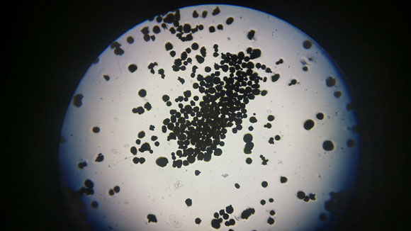 Spherical Cobalt Powder, Co 99.5%, 10-45 um